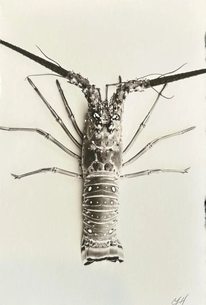 Crawfish (Small)
