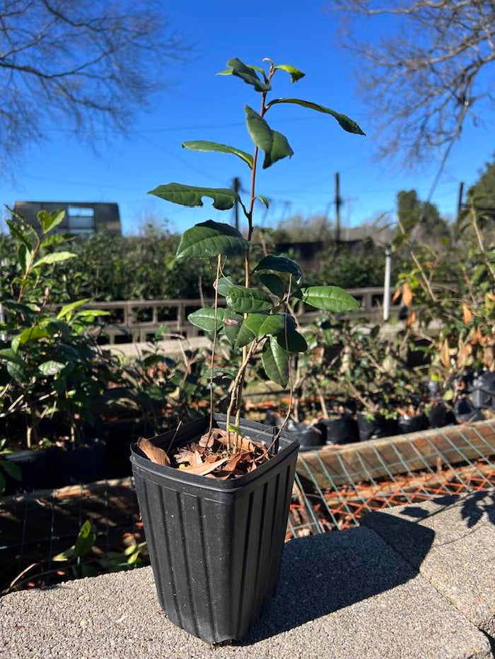 Tea Plant