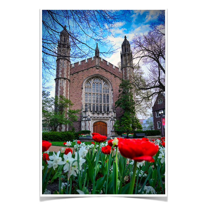 Washington University Bears - Tulips - College Wall Art #Poster