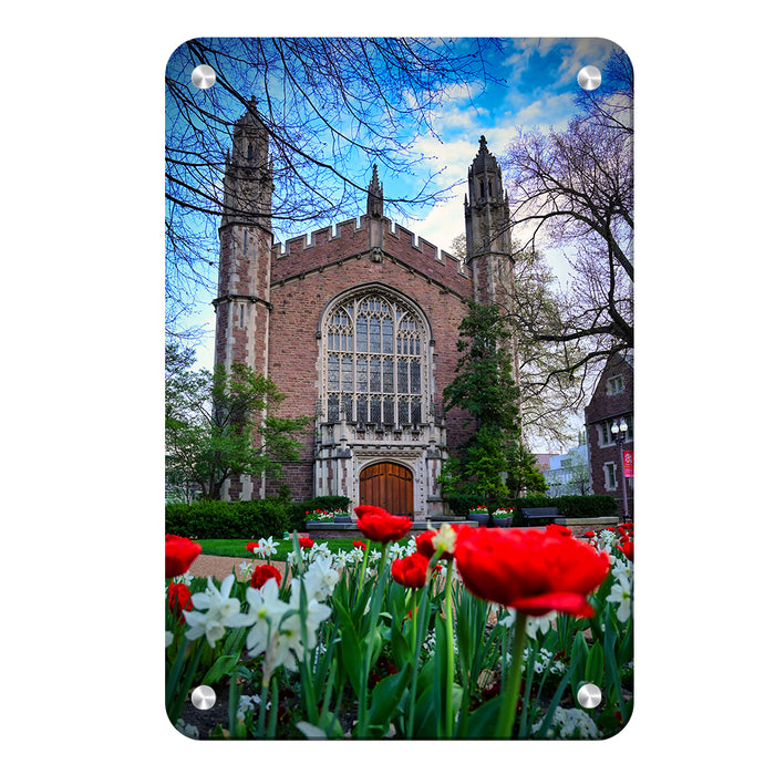 Washington University Bears - Tulips - College Wall Art #Metal
